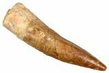 Fossil Spinosaurus Tooth - Real Dinosaur Tooth #381019-1